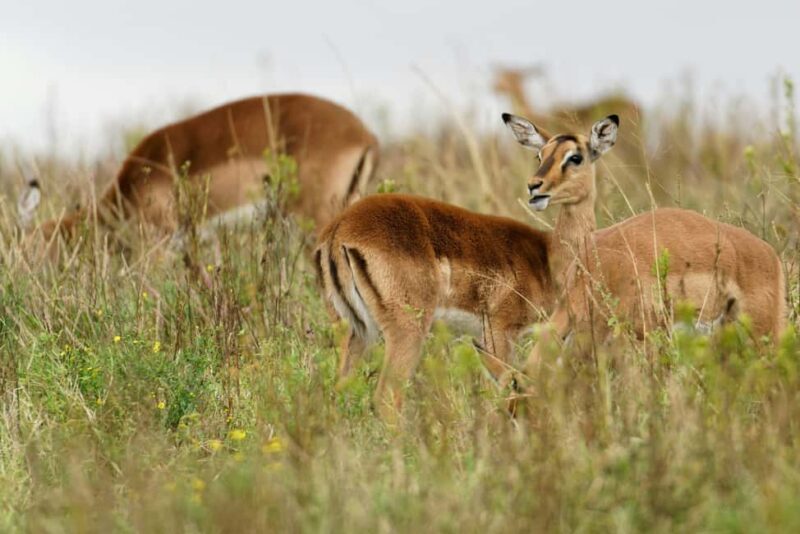 3 Days 2 Nights private flying Luxury Safari to Amboseli - Practical Advice for Travelers