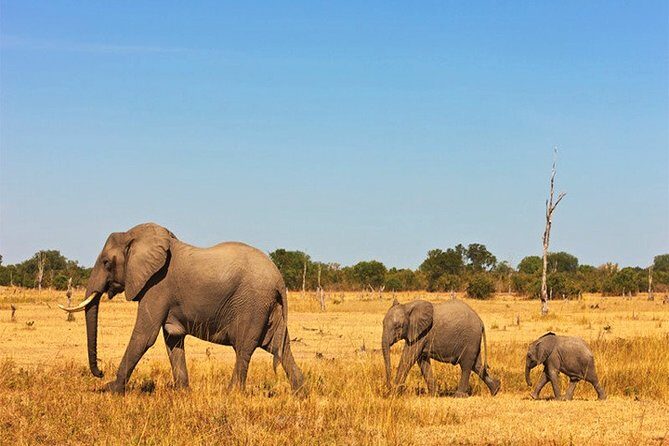 3 Days, 2 Nights Safari - Amboseli National Park and Tsavo West Adventure Safari - Authentic Experiences & Traveler Insights