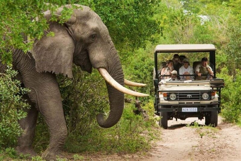 3 DAYS, 2 NIGHTS SAFARI FROM ZANZIBAR TO MIKUMI BY FERRY. - The Value of the Tour: Whats Included and Whats Not  