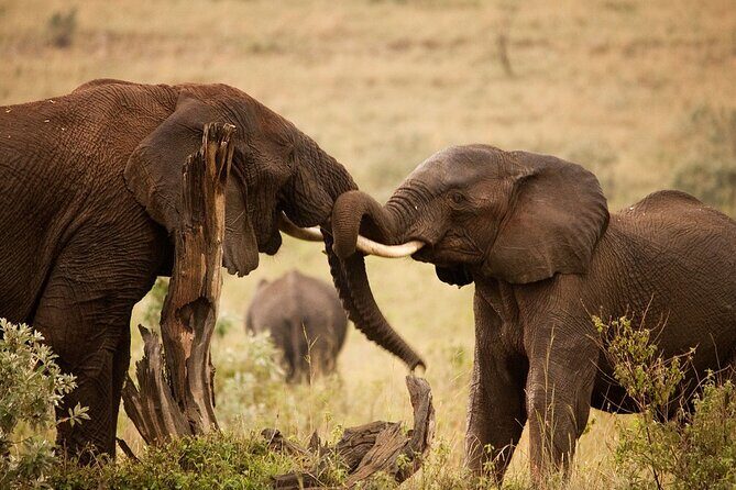 3 Days, 2 Nights Safari - Luxury Maasai Mara from Kisumu/Nairobi - An In-Depth Look at the Maasai Mara Safari Experience