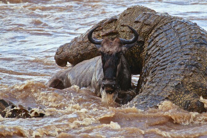 3 Days, 2 Nights Safari - Luxury Maasai Mara from Kisumu/Nairobi - Final Thoughts: Who Will Love This Safari?