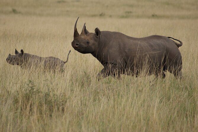 3 Days, 2 Nights Safari - Luxury Maasai Mara from Kisumu/Nairobi - FAQs