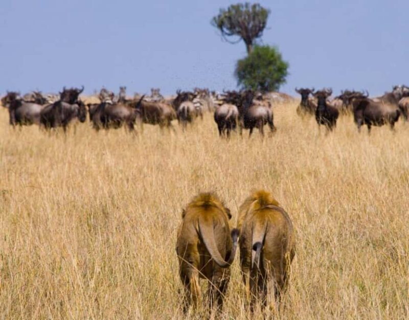 3 days 2 nights Safari to Amboseli from Mombasa - Introduction