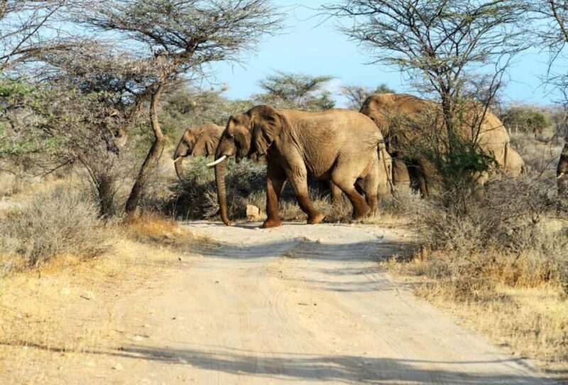 3 days 2 nights Safari to Amboseli from Mombasa - The Value of the Tour