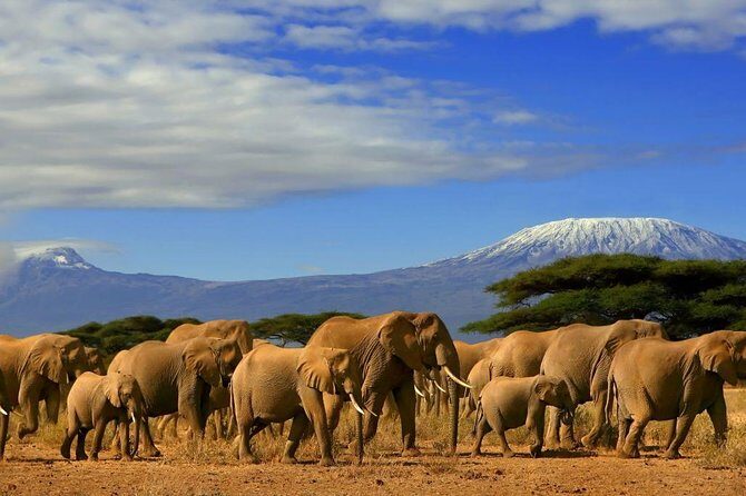 3 days, 2 nights safari to Amboseli National park from Nairobi - Key Points