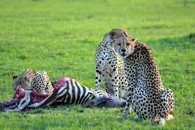 3 days, 2 nights safari to Amboseli National park from Nairobi - Why This Tour Offers Excellent Value