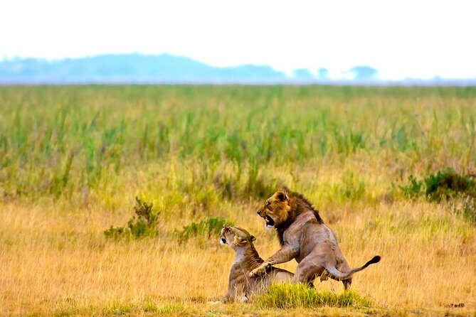 3 days, 2 nights safari to Amboseli National park from Nairobi - Practical Considerations and Tips
