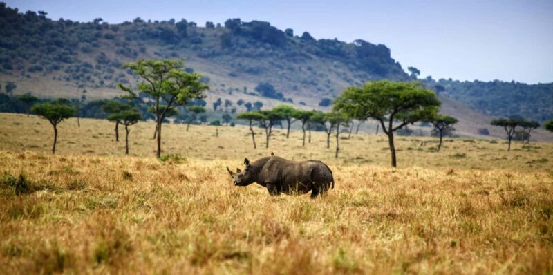 3 Days , 2 nights Safari to Olpejeta Conservancy - Key Points
