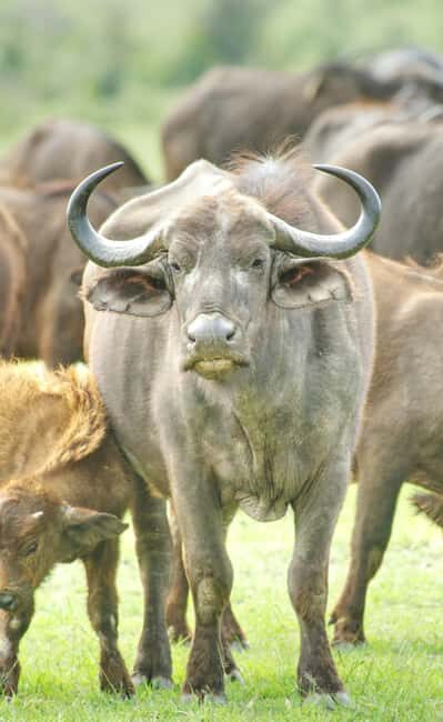 3 Days , 2 nights Safari to Olpejeta Conservancy - An In-Depth Look at the Safari Experience