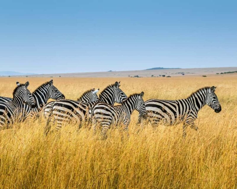 3 Days , 2 nights Safari to Olpejeta Conservancy - What We Learned from Reviews