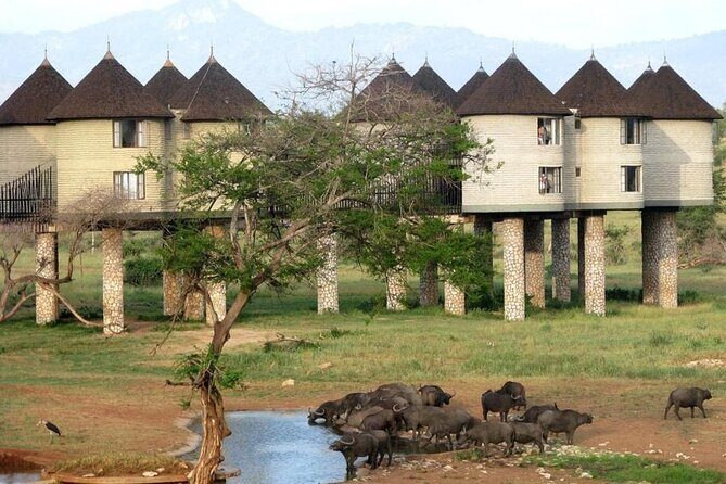 3 Days 2 Nights Safari to Saltlick Lodge from Nairobi - The Itinerary in Detail