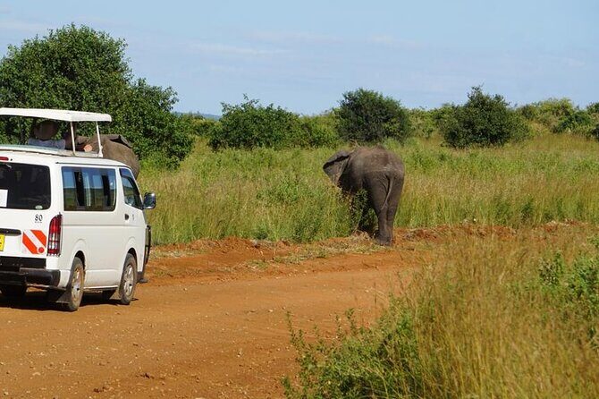 3 Days 2 Nights Safari to Saltlick Lodge from Nairobi - Pricing and Value