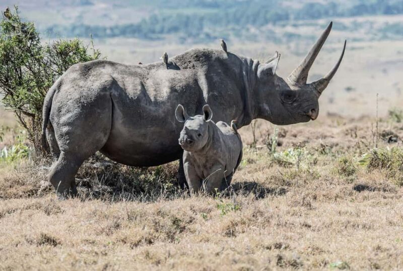 3 days, 2 nights Safari to Tsavo East from Nairobi - FAQs