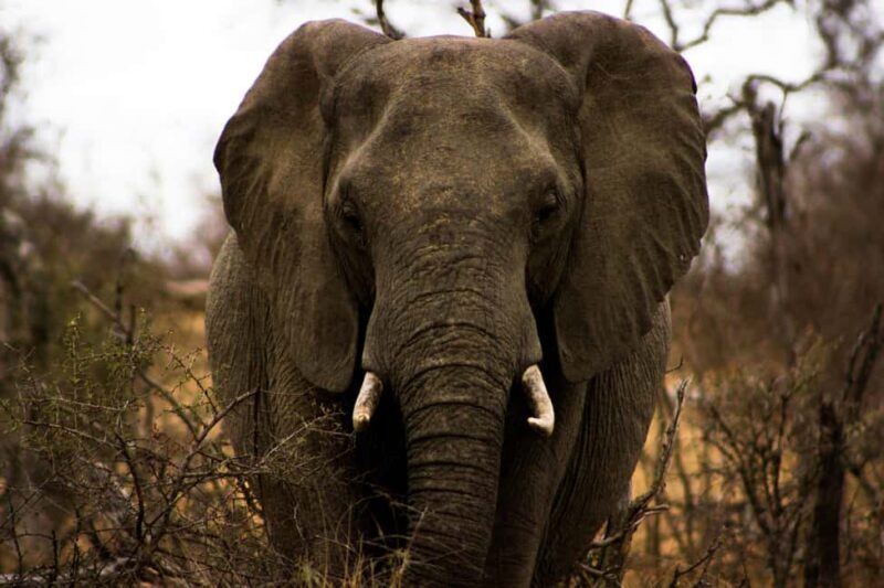 3 days, 2 nights Safari to Tsavo East from Nairobi - Final Words