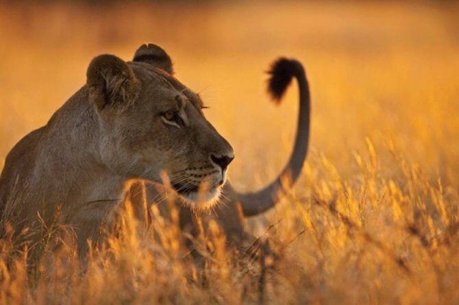 3 Days 2 Nights Serengeti, Ngorongoro & Tarangire Wildlife Lodge Safari - Frequently Asked Questions