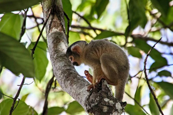 3-days-2-nights-tambopata-jungle