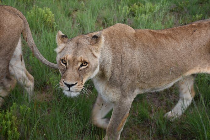 3-Days 2-nights Tanzania Private Budget Camping Safari - Navigating Price and Value