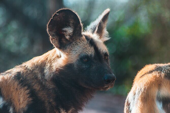 3-Days 2-nights Tanzania Private Budget Camping Safari - What Reviewers Say