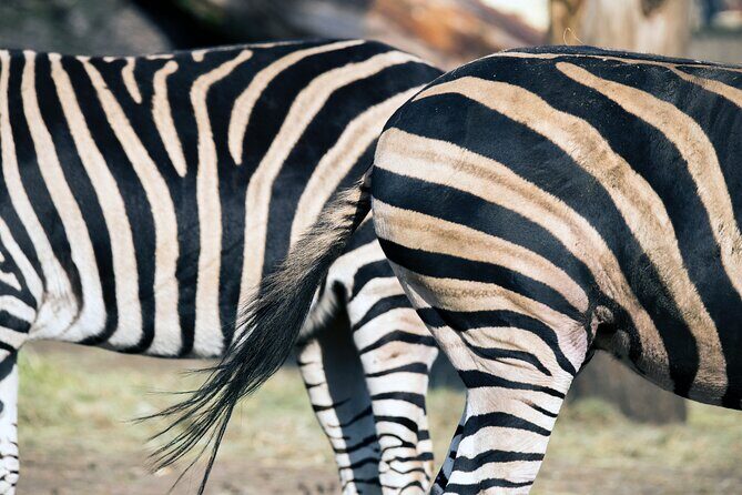 3-Days 2-nights Tanzania Private Budget Camping Safari - The Sum Up