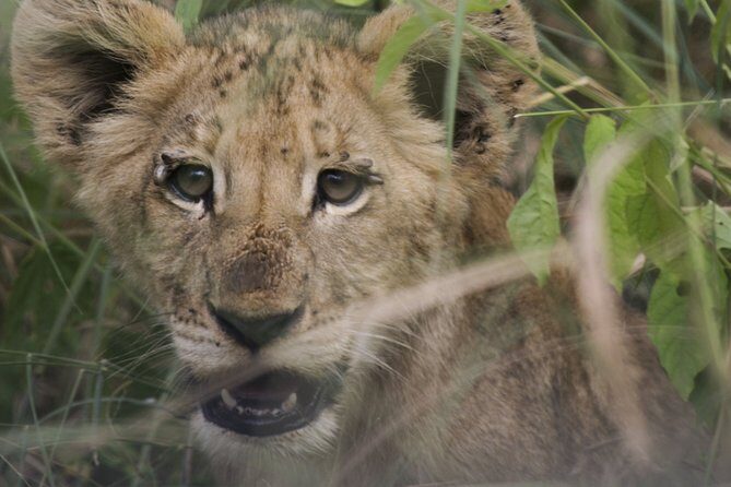 3-Days 2-nights Tanzania Private Budget Camping Safari - FAQs