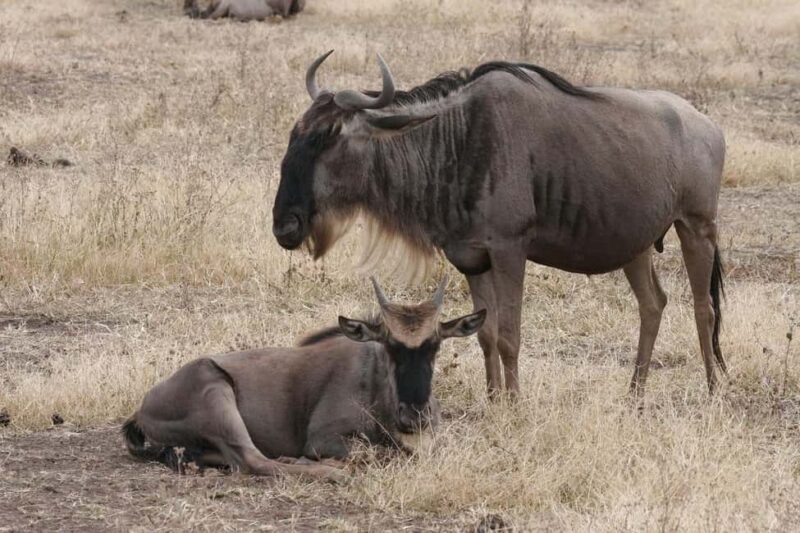 3-days 2 nights to Mikumi National Park & Chizua waterfalls - Key Points