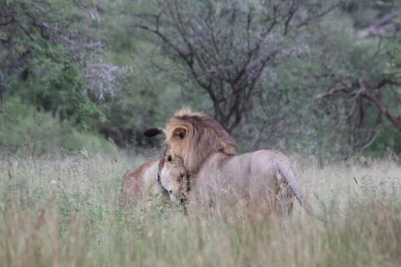3-days 2 nights to Mikumi National Park & Chizua waterfalls - Practical Details & Tips