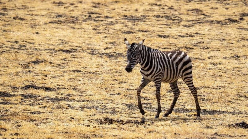 3-days 2-nights to Mikumi Park from Zanzibar & Massai visit - Discovering Mikumi National Park: An Authentic Safari Adventure from Zanzibar