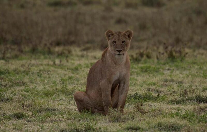 3-days 2-nights to Mikumi Park from Zanzibar & Massai visit - The Journey Begins: From Zanzibar to Mikumi
