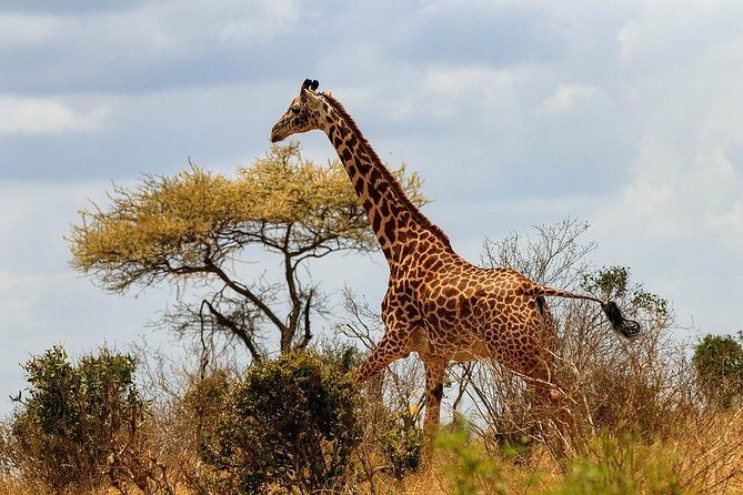 3 Days 2 Nights Tsavo East Taita Hills Game Sanctuary on Stilts - FAQs