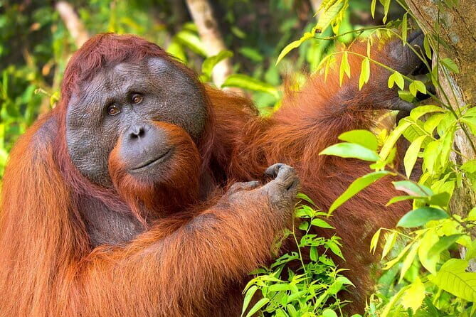 3 Days 2 Nights Wildlife Tanjung Puting - Key Points