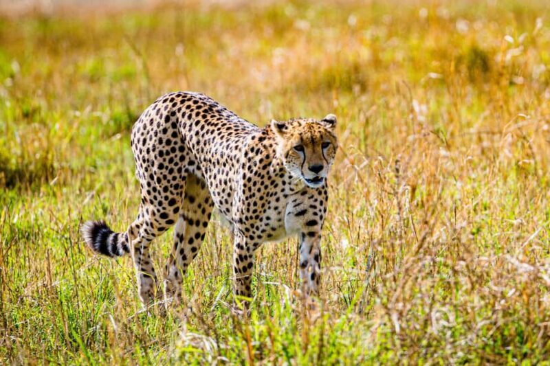 3 days 2nights masai mara joining safari Jeep - Key Points