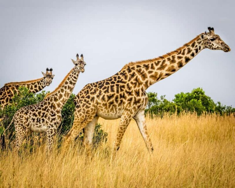 3 days 2nights masai mara joining safari Jeep - Introduction: What Does This Safari Offer?