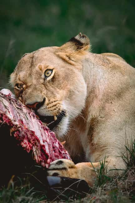 3 days 2nights masai mara joining safari Jeep - Accommodations: Tent Camps With Character