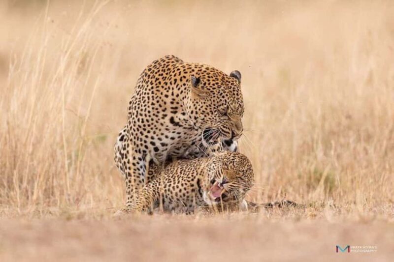 3 days 2nights masai mara joining safari Jeep - Price and Value: Is It Worth It?