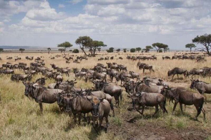 3 days 2nights masai mara joining safari Jeep - Who Should Consider This Safari?