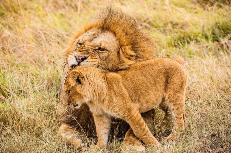 3 days 2nights masai mara joining safari Jeep - The Sum Up: A Great Intro to Masai Mara