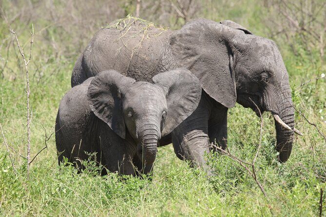 3 Days/2Nights Nyerere National Park Safari - Exploring the 3 Days/2 Nights Nyerere National Park Safari