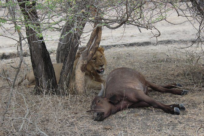 3 Days/2Nights Nyerere National Park Safari - Key Points