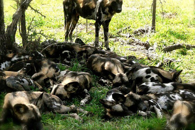 3 Days/2Nights Nyerere National Park Safari - Final Thoughts
