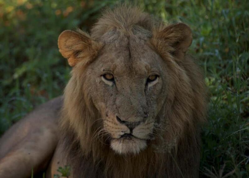 3-days adventure from Dar-es-Salaam to Mikumi National Park - Exploring the 3-Day Mikumi Safari Experience