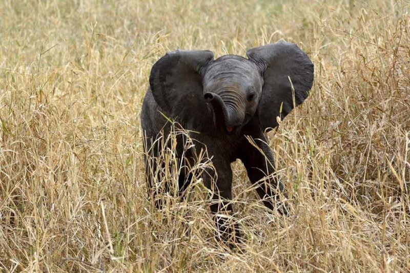 3-days adventure from Dar-es-Salaam to Mikumi National Park - The Return to Dar-es-Salaam