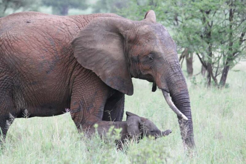 3-days adventure from Dar-es-Salaam to Mikumi National Park - What’s Included and Why It Matters