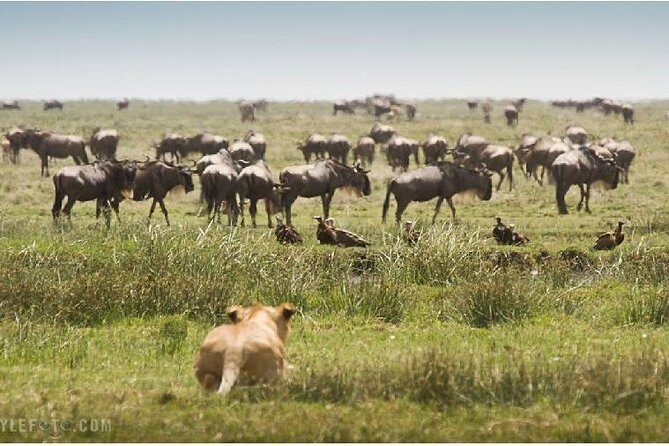 3 Days adventurous Maasai Mara Budget Group Safari - Who Is This Safari Best For?