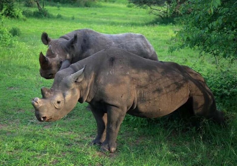 3-Days Akagera Safari, boat cruise and night game drive. - Introduction: A Taste of Rwanda’s Wilderness 
