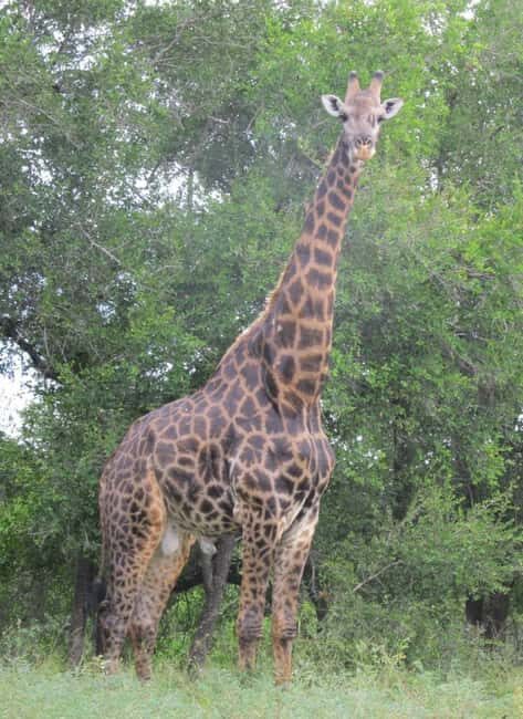 3-Days Akagera Safari, boat cruise and night game drive. - Price Analysis: Is it worth $1,900?