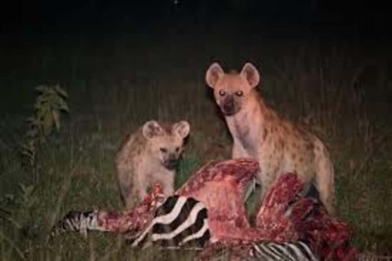 3-Days Akagera Safari, boat cruise and night game drive. - Practical Tips for Your Safari