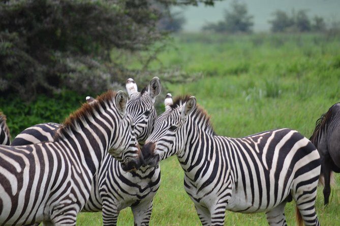 3 Days All Inclusive Zanzibar to Tarangire Ngorongoro - Who Is This Tour Best For?  