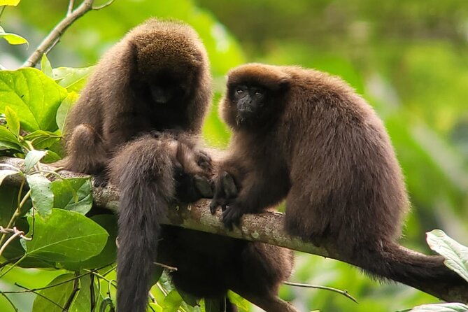 3-days-amazon-jungle-tour-in-manu-peru