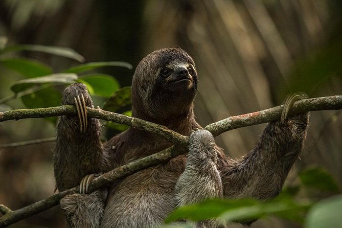 3-days-amazon-jungle-tour-with-pink-dolphin-watch-from-iquitos