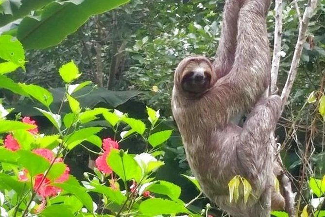 3-days-amazon-jungle-tour-with-pink-dolphin-watch-from-iquitos